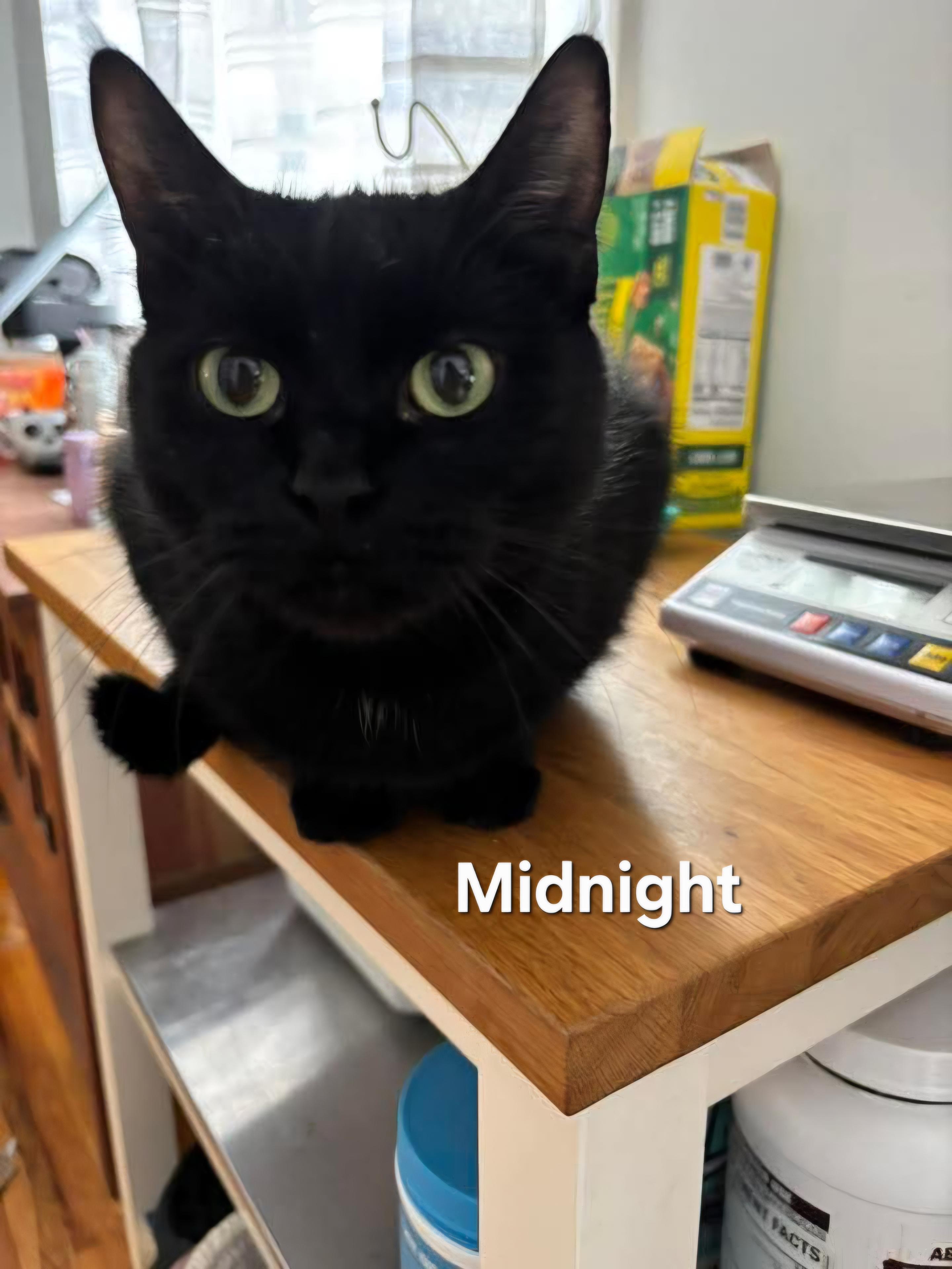 Enlarge Midnight, a Adoptable Domestic Medium Hair in Chicopee, MA image 2/2