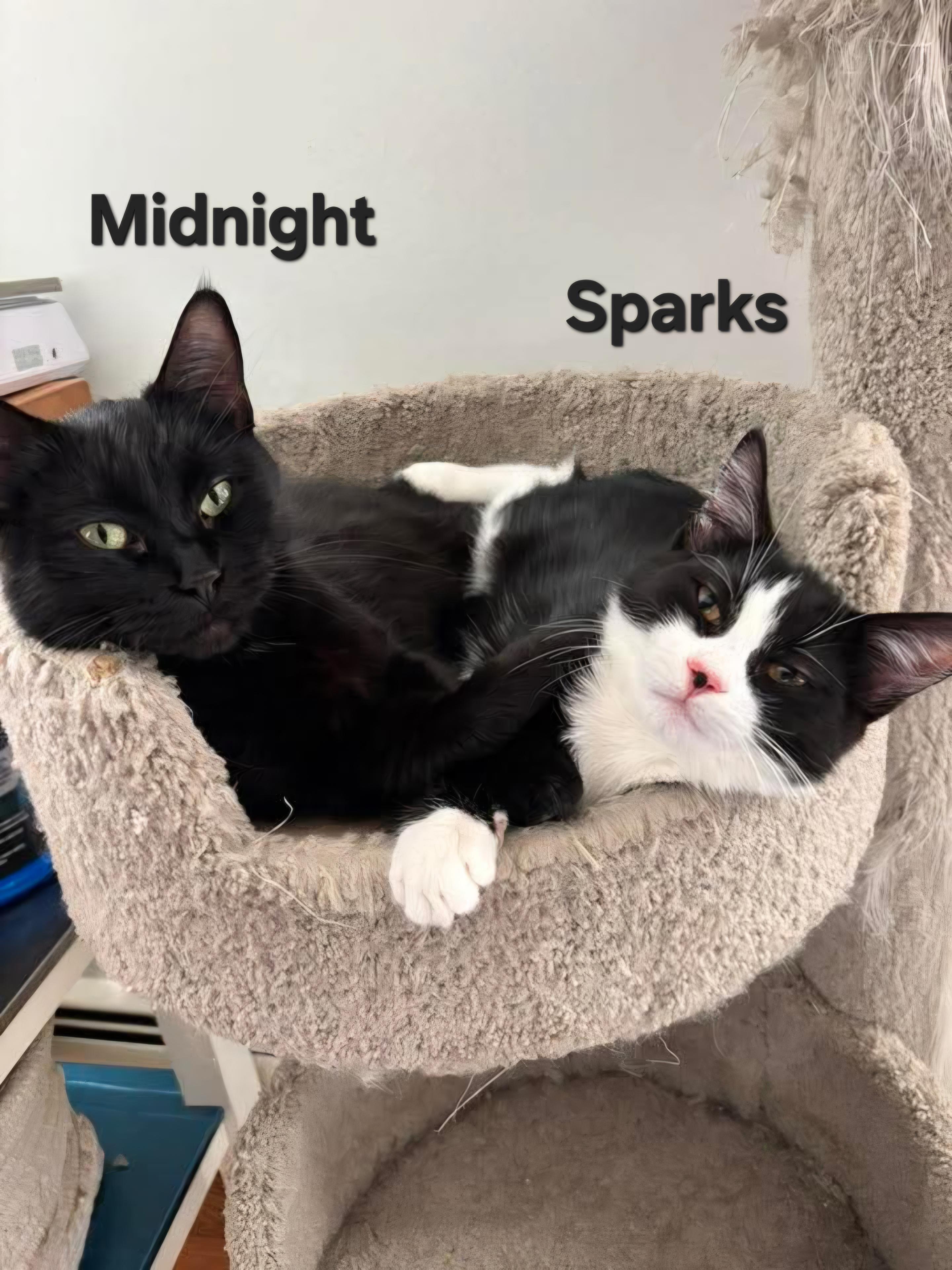 Midnight and Sparks, a Adoptable Domestic Medium Hair in Chicopee, MA image 2/6
