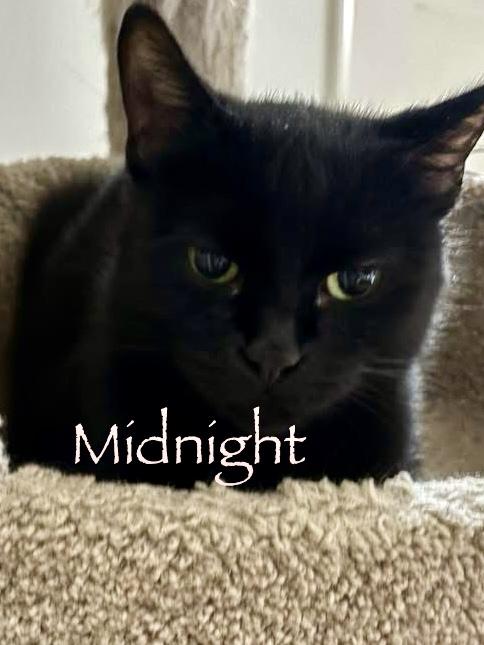 Midnight and Sparks, a Adoptable Domestic Medium Hair in Chicopee, MA image 6/6