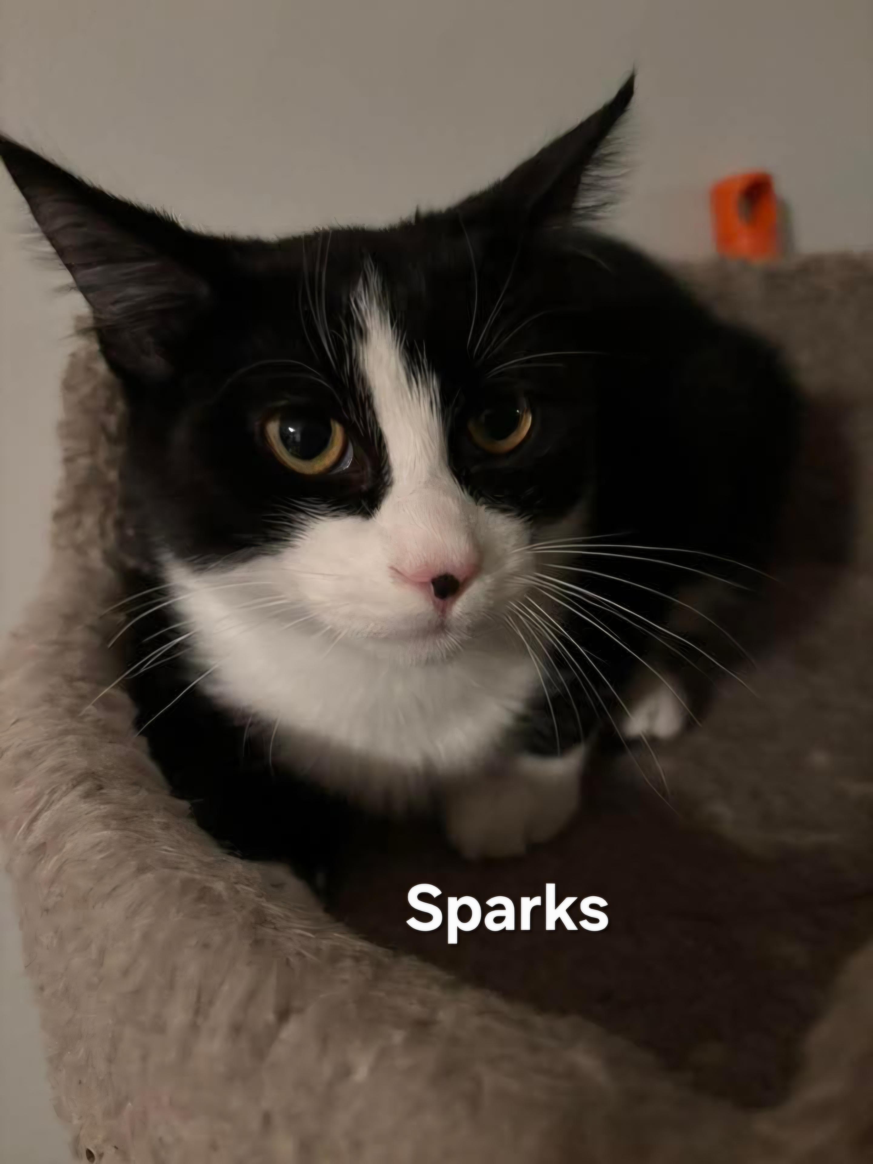 Midnight and Sparks, a Adoptable Domestic Medium Hair in Chicopee, MA image 3/6