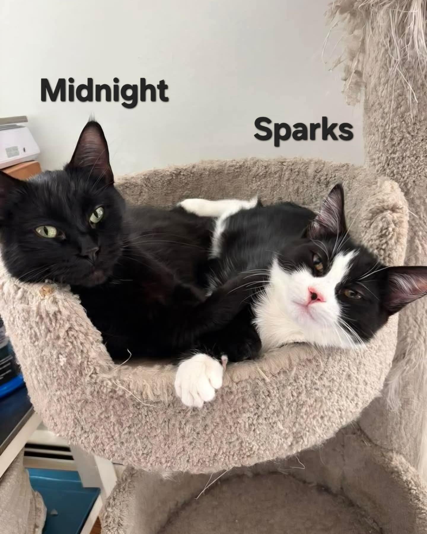 Midnight and Sparks, a Adoptable Domestic Medium Hair in Chicopee, MA image 4/6