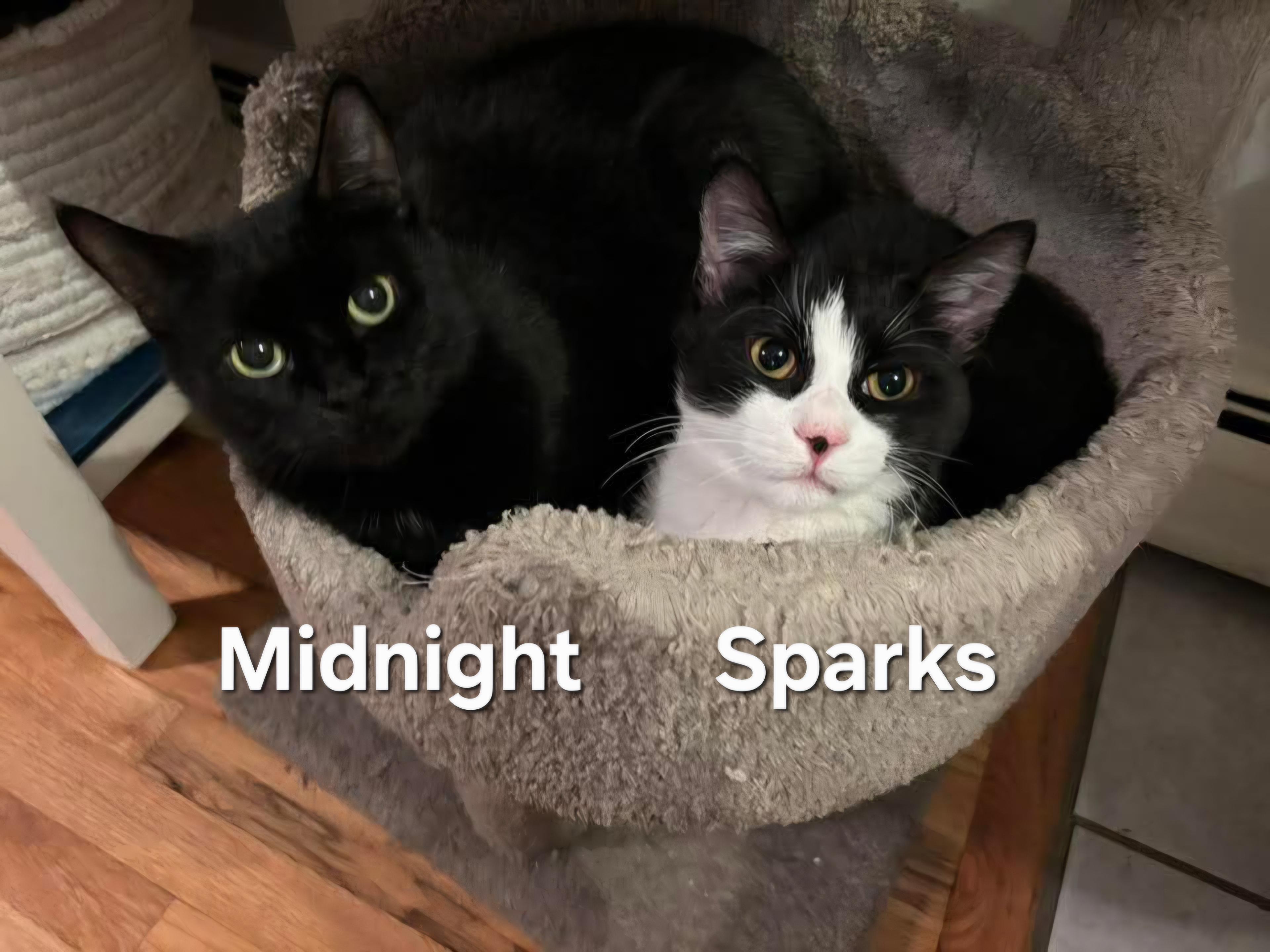 Midnight and Sparks, Adoptable, Kitten Female Domestic Medium Hair.