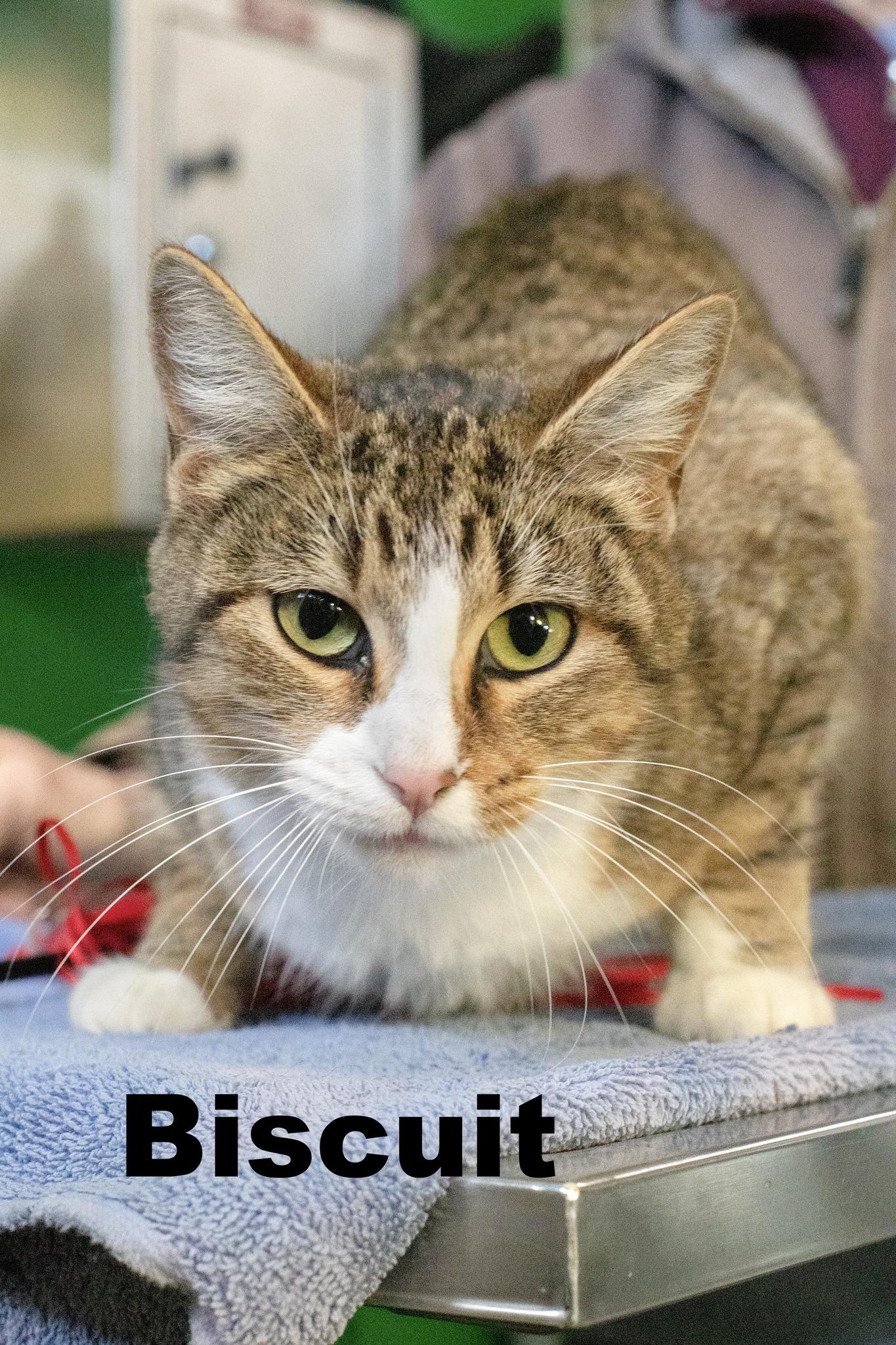 Biscuit, ADOPTABLE, Young Female Tabby.