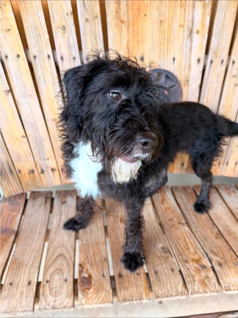 Enlarge Kennedy, a Adoptable Labradoodle in Batavia, NY image 2/4