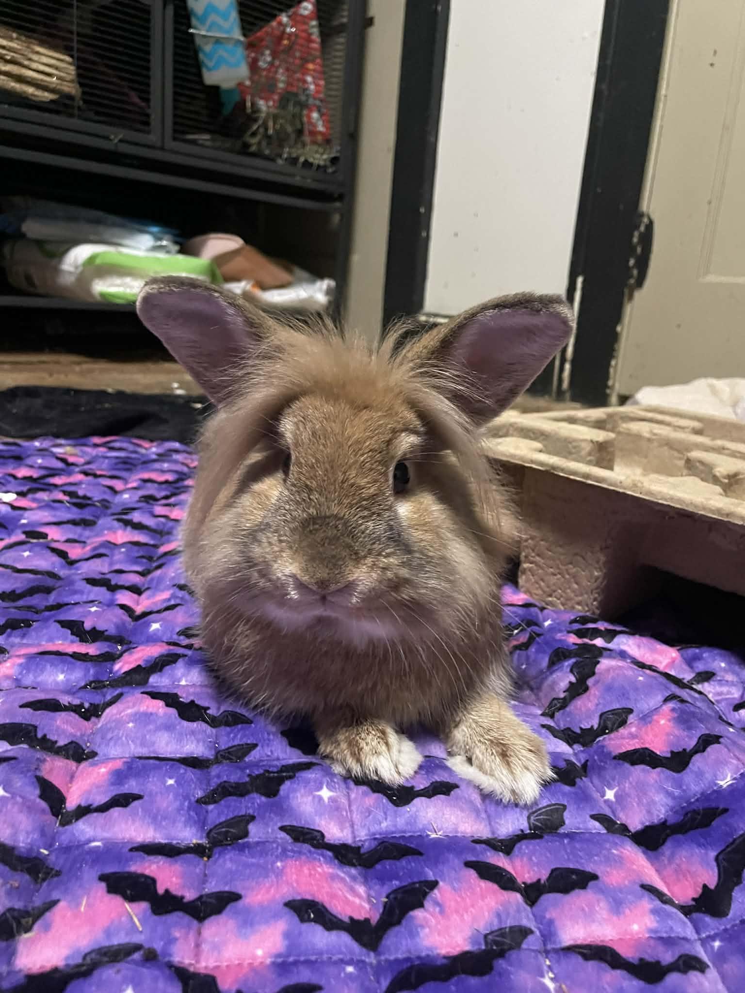 Enlarge Roger, a ADOPTABLE mixed breed in Sanford, NC image 4/6