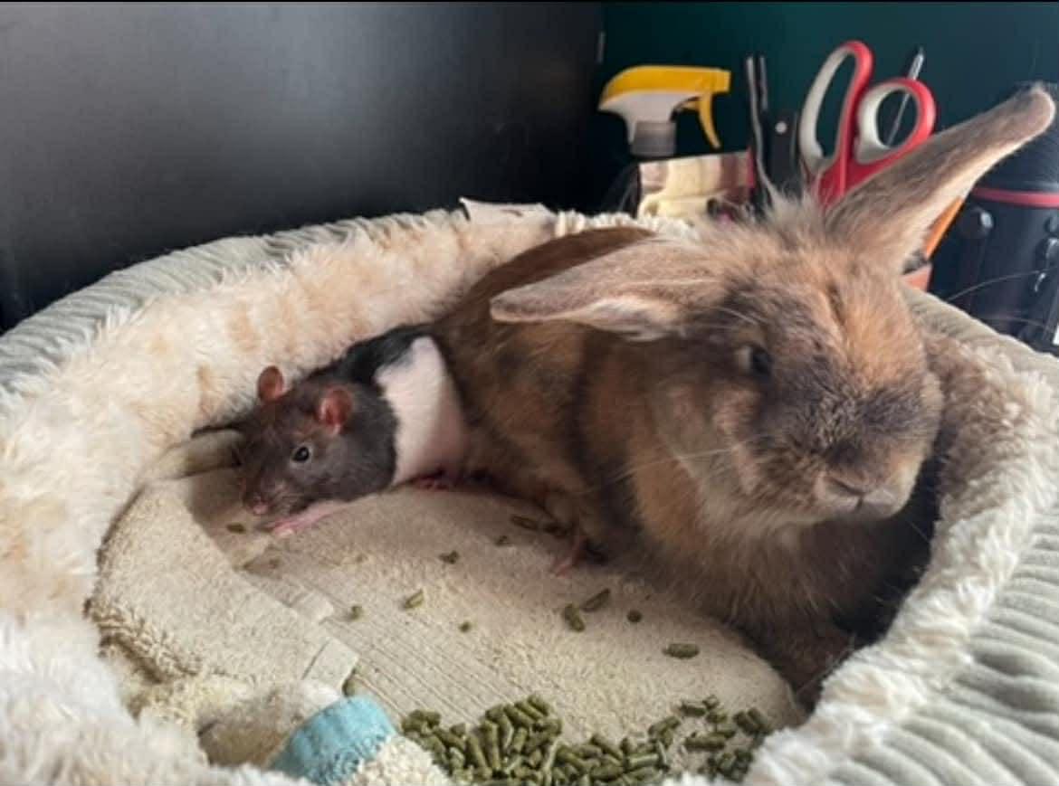 Enlarge Roger, a ADOPTABLE mixed breed in Sanford, NC image 6/6