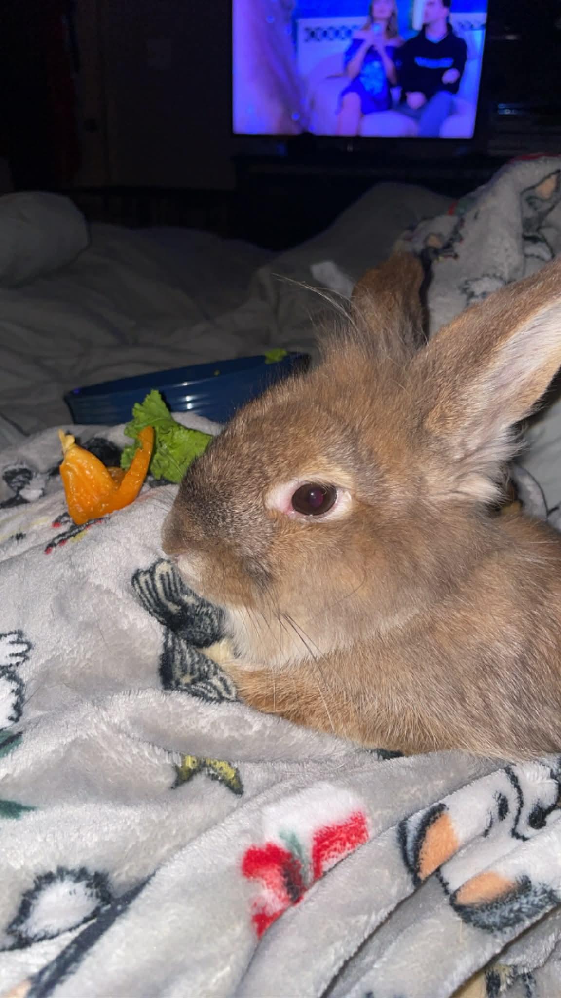 Enlarge Roger, a ADOPTABLE mixed breed in Sanford, NC image 3/6