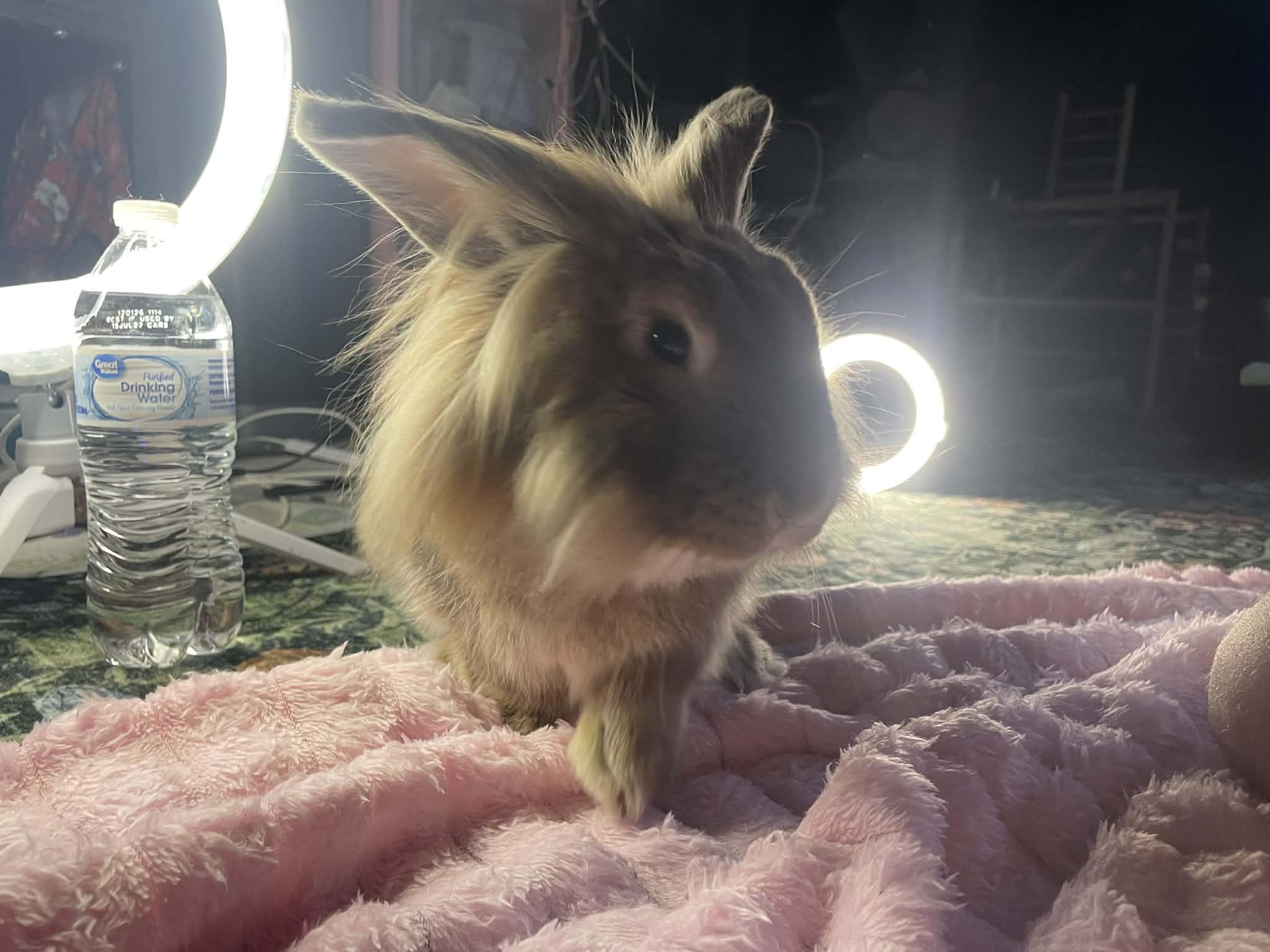 Enlarge Roger, a ADOPTABLE mixed breed in Sanford, NC image 2/6