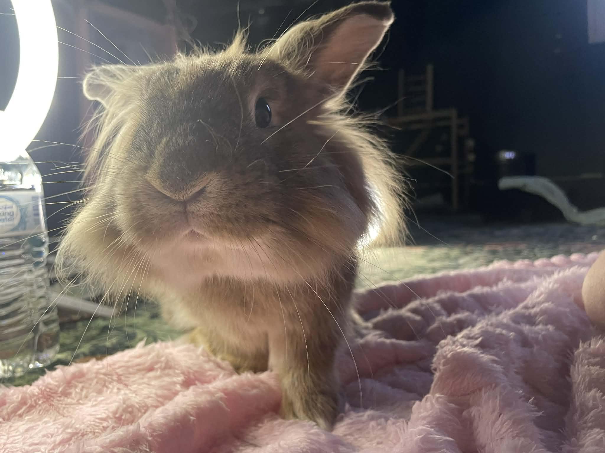 Enlarge Roger, a ADOPTABLE mixed breed in Sanford, NC image 5/6