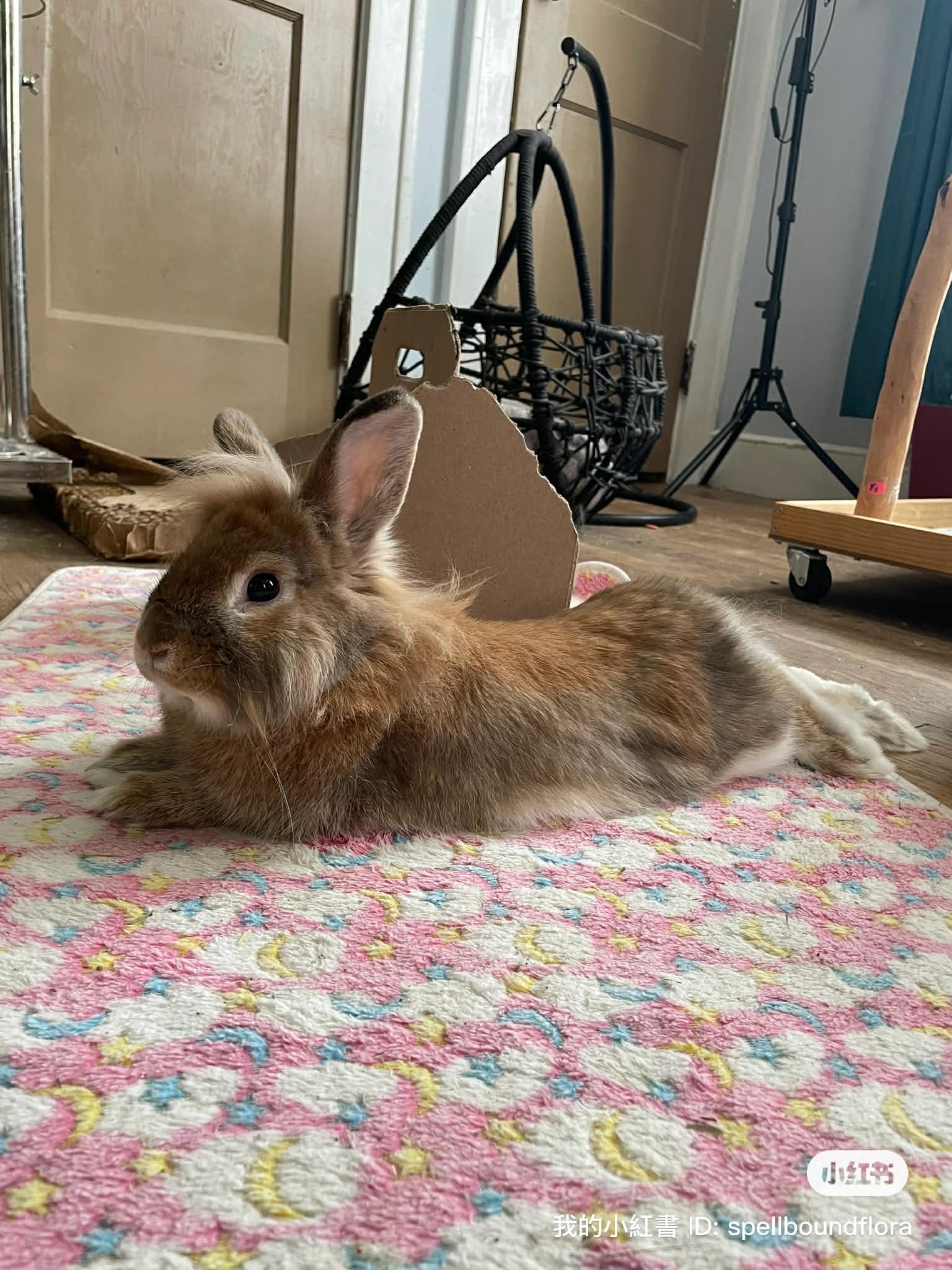 Roger, ADOPTABLE, Adult Male Lionhead.