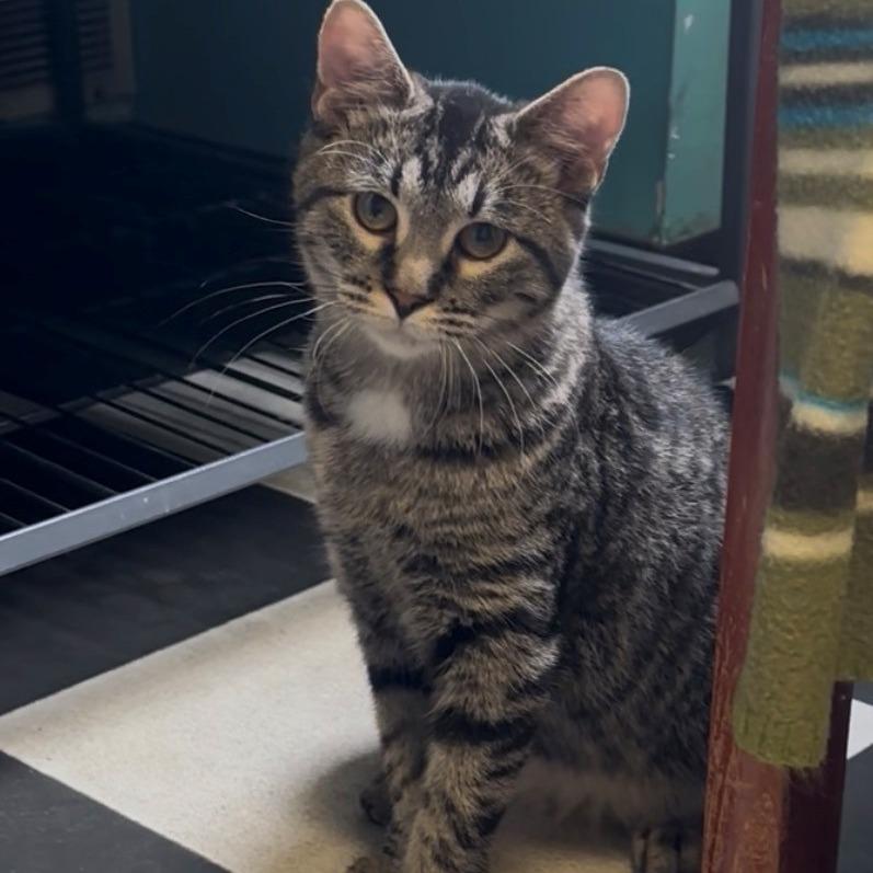 Enlarge Bindy, a Adoptable Domestic Short Hair in Monticello, IL image 1/1
