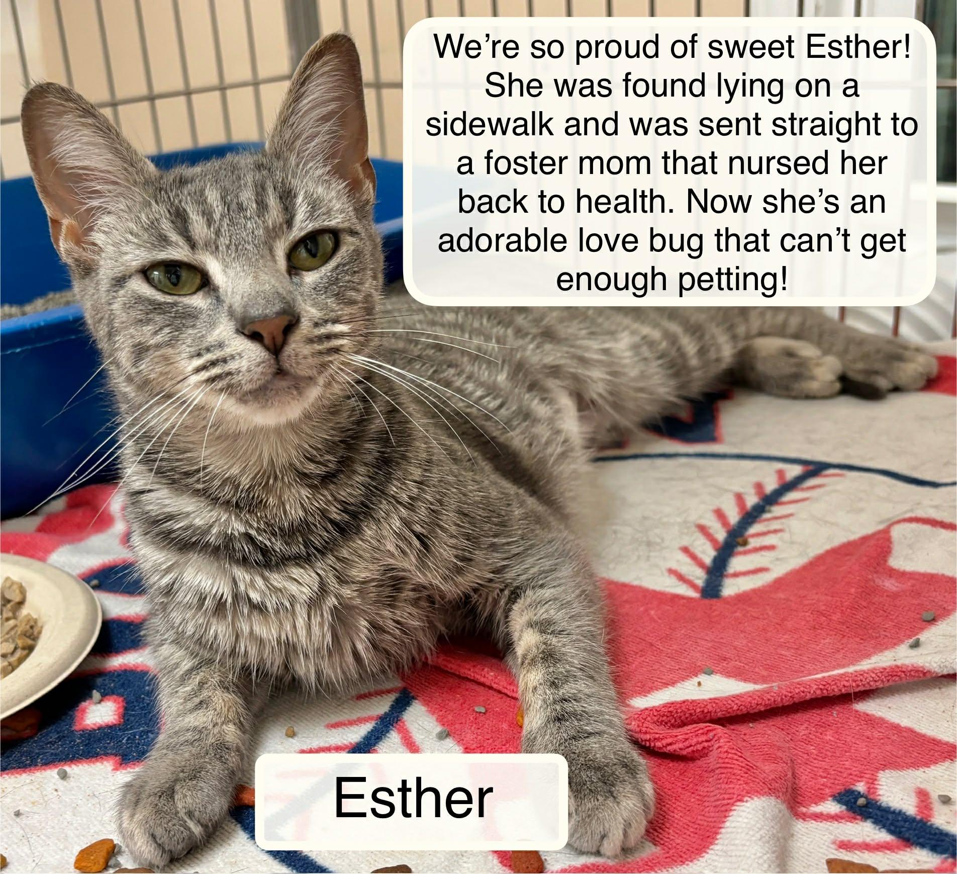 Enlarge Esther, an adopted Domestic Short Hair in Ellicott City, MD image 3/3