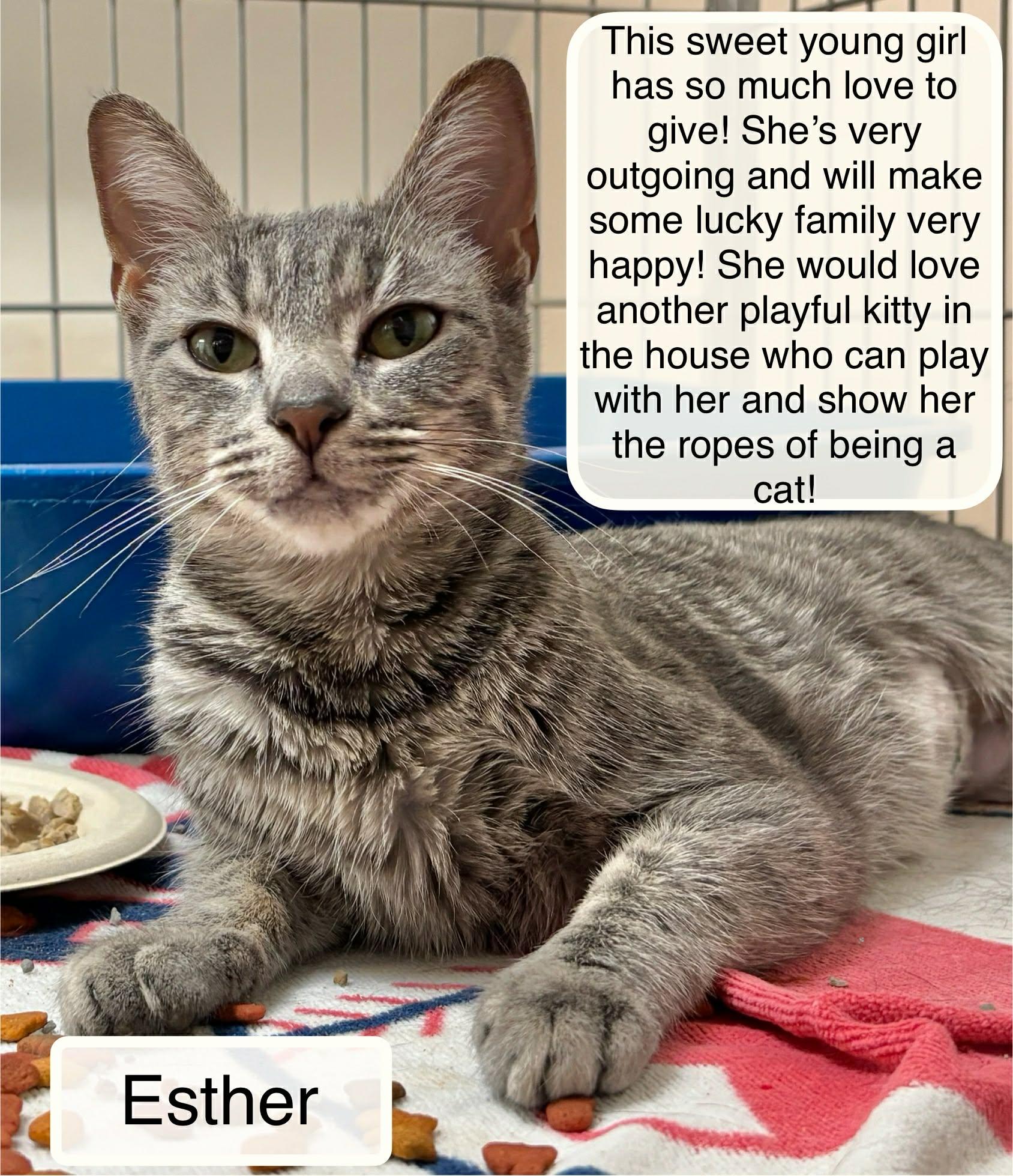 Enlarge Esther, an adopted Domestic Short Hair in Ellicott City, MD image 1/3