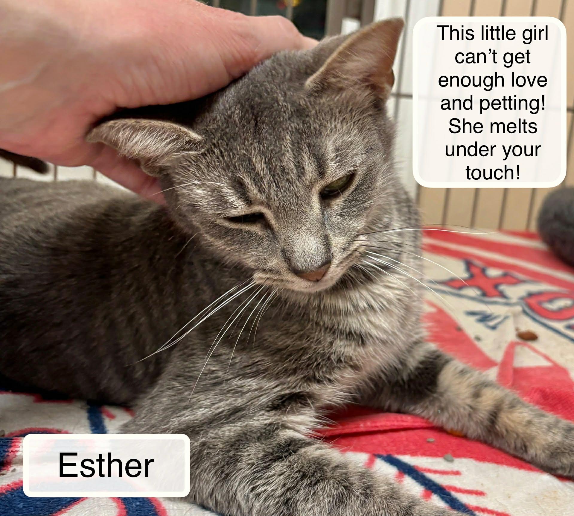 Enlarge Esther, an adopted Domestic Short Hair in Ellicott City, MD image 2/3