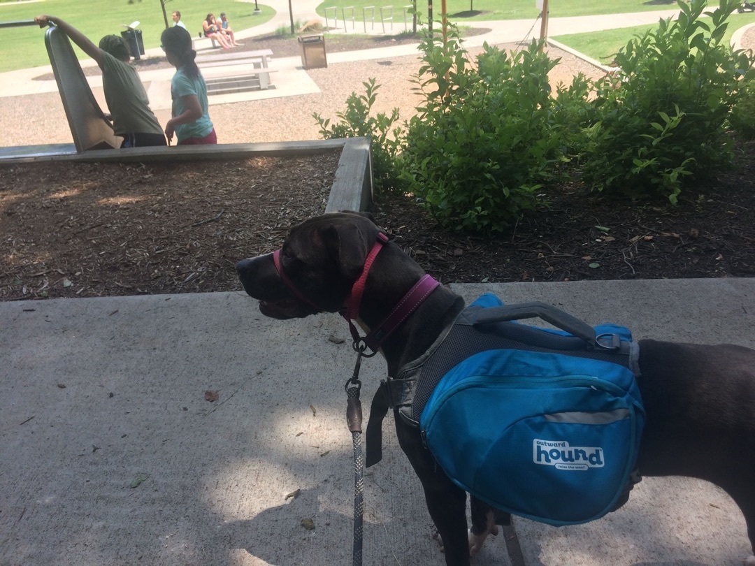 Winnie, Adoptable, Adult Female American Staffordshire Terrier & Greyhound.