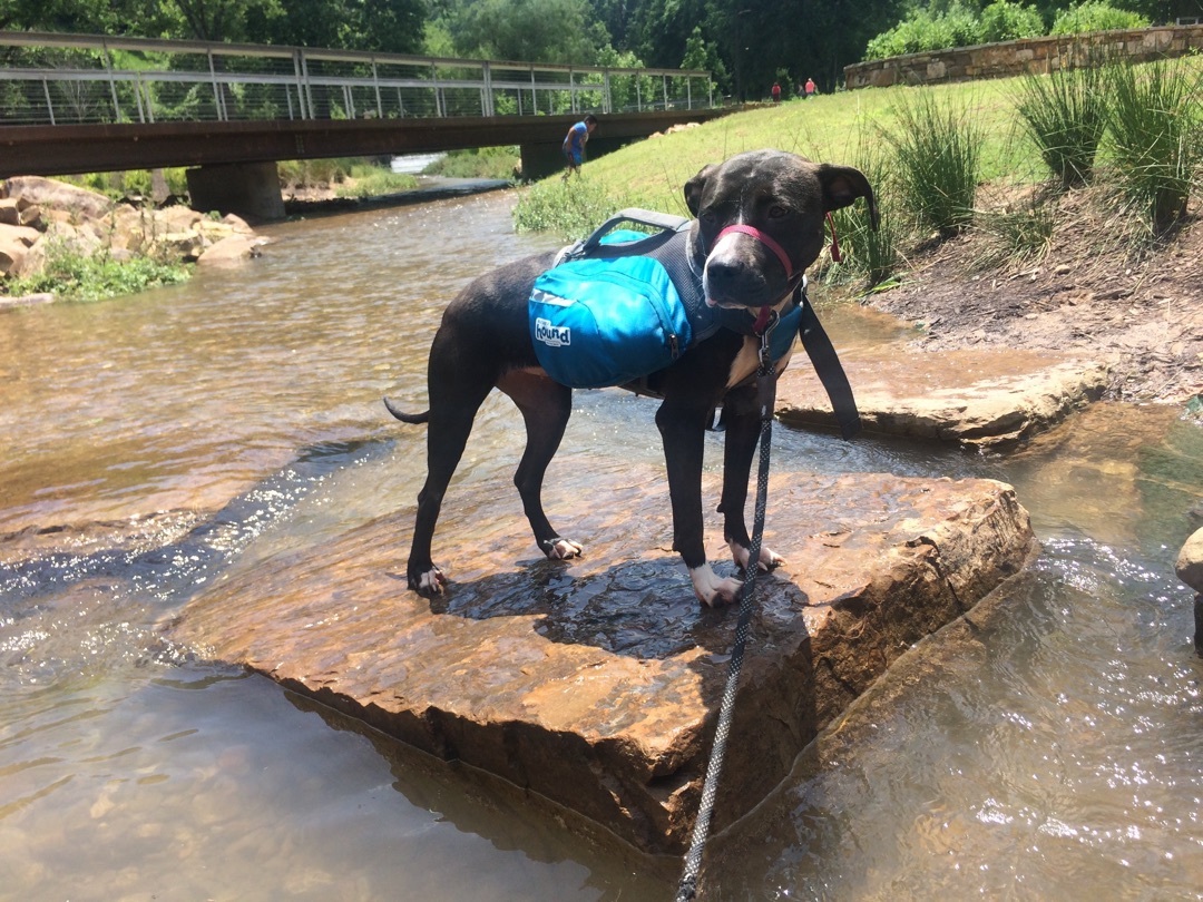 Winnie, a Adoptable mixed breed in Rogers, AR image 2/3