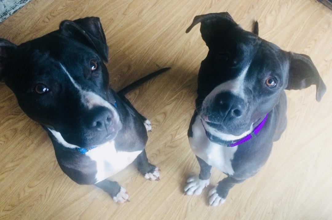 Winnie, a Adoptable mixed breed in Rogers, AR image 3/3