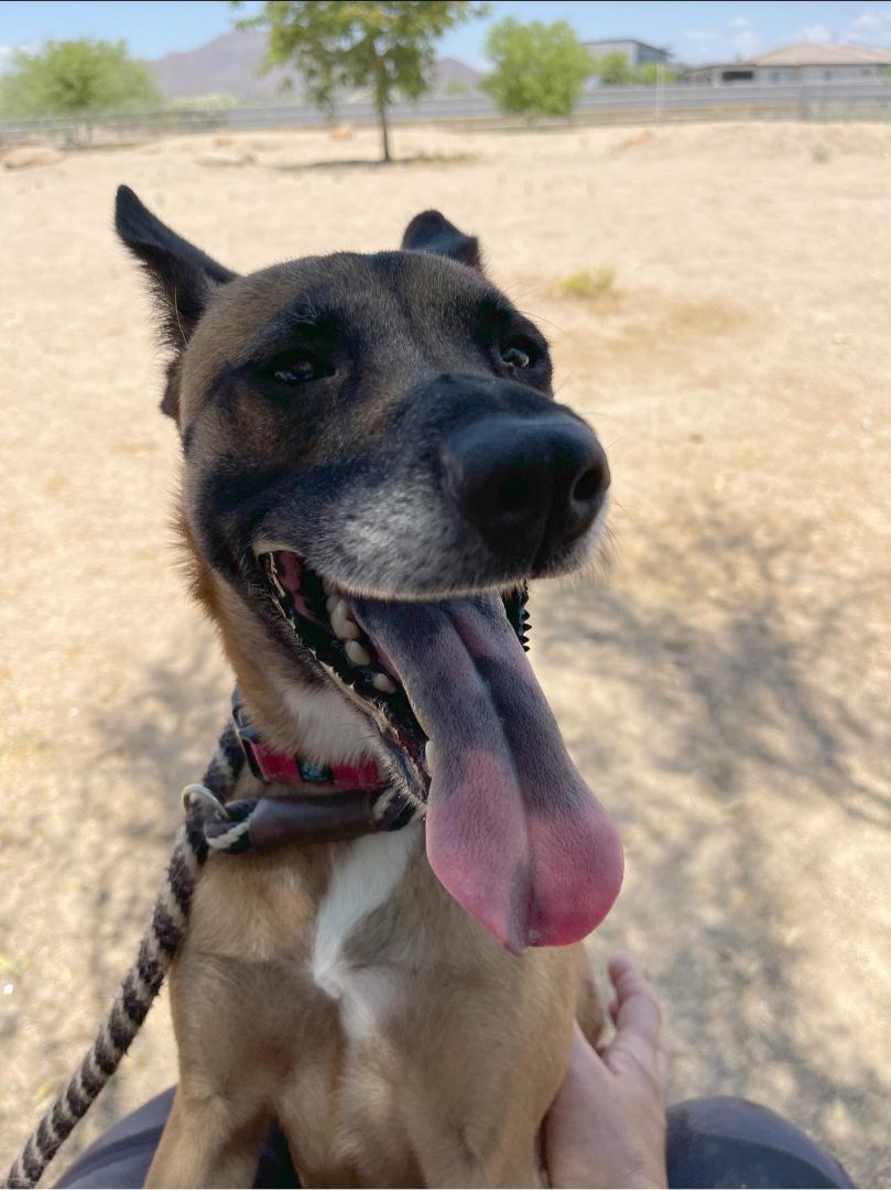 Jynova, a Adoptable Cattle Dog in Glendale, AZ image 1/6
