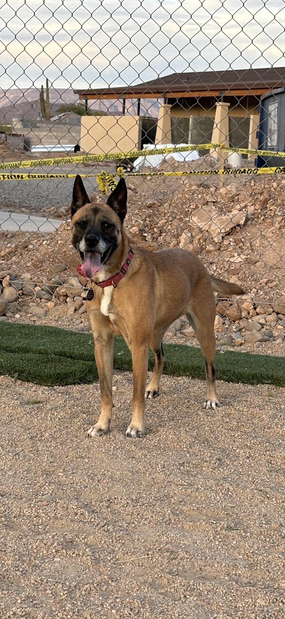Jynova, a Adoptable Cattle Dog in Glendale, AZ image 2/6