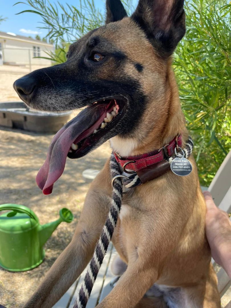 Jynova, a Adoptable Cattle Dog in Glendale, AZ image 3/6