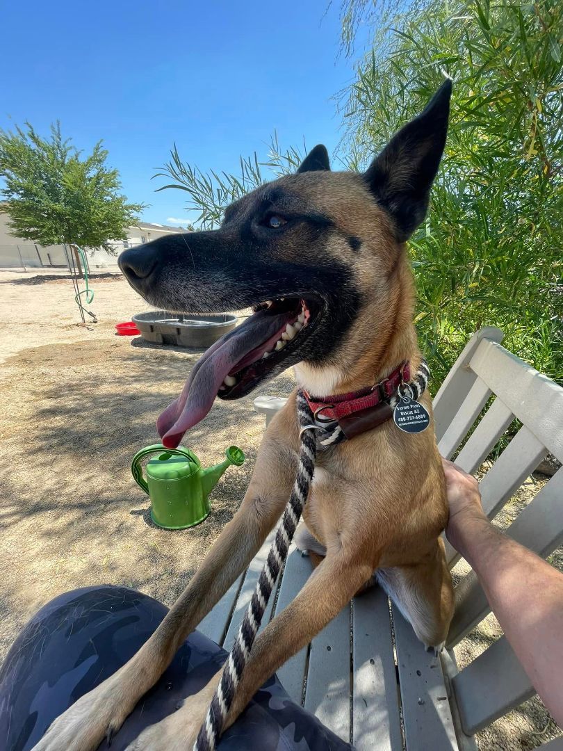 Jynova, a Adoptable Cattle Dog in Glendale, AZ image 4/6
