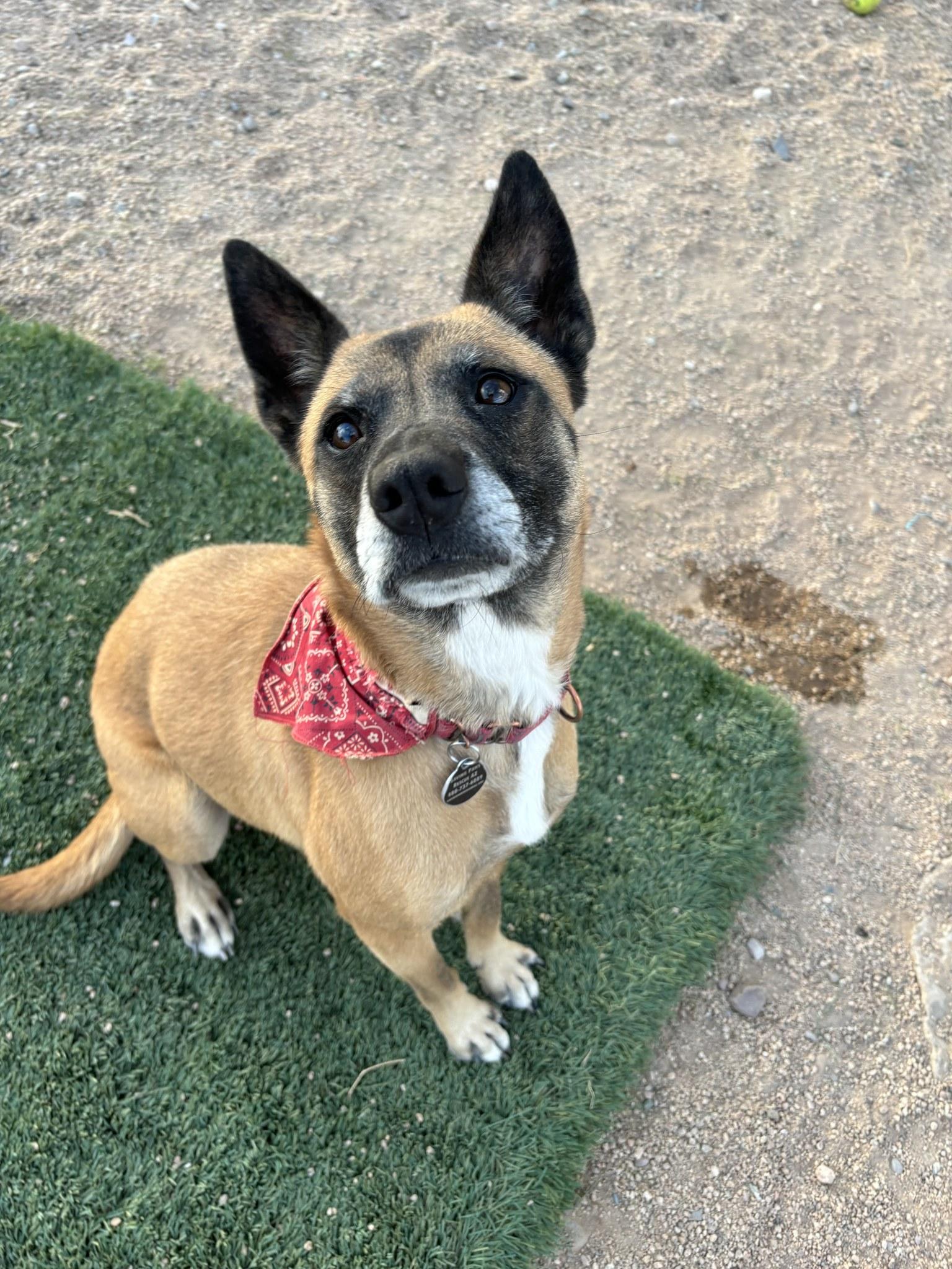 Jynova, a Adoptable Cattle Dog in Glendale, AZ image 5/6