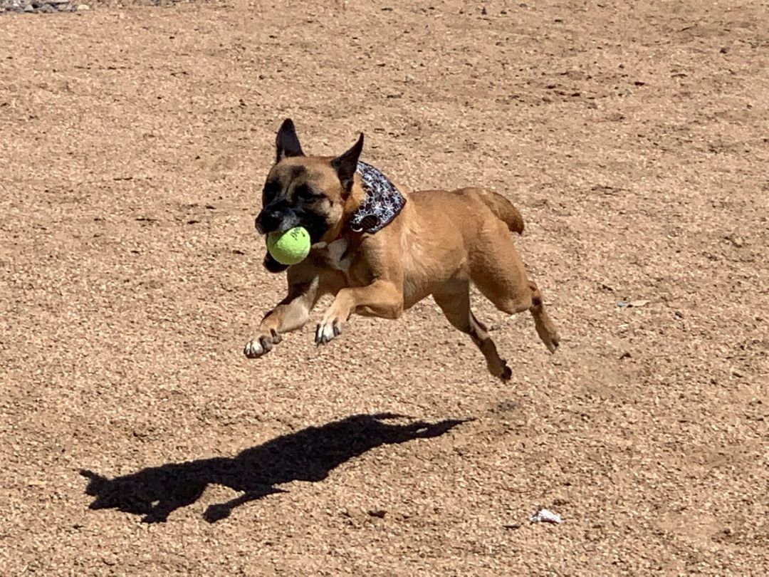 Jynova, a Adoptable Cattle Dog in Glendale, AZ image 6/6
