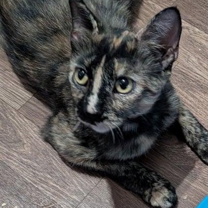 Enlarge Emma, a ADOPTABLE Domestic Short Hair in Owatonna, MN image 2/4