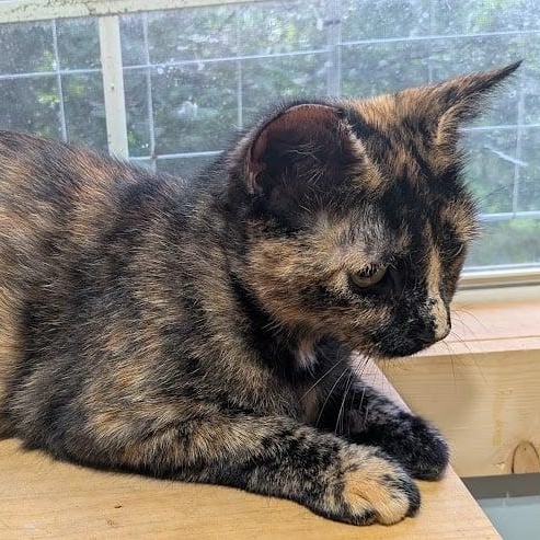 Enlarge Emma, a ADOPTABLE Domestic Short Hair in Owatonna, MN image 4/4