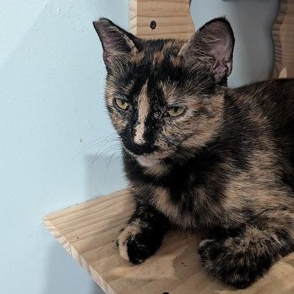Enlarge Emma, a ADOPTABLE Domestic Short Hair in Owatonna, MN image 3/4