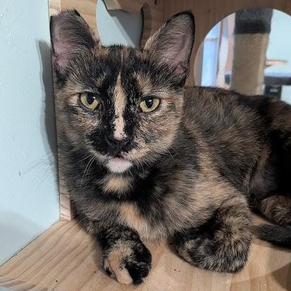 Enlarge Emma, a ADOPTABLE Domestic Short Hair in Owatonna, MN image 1/4