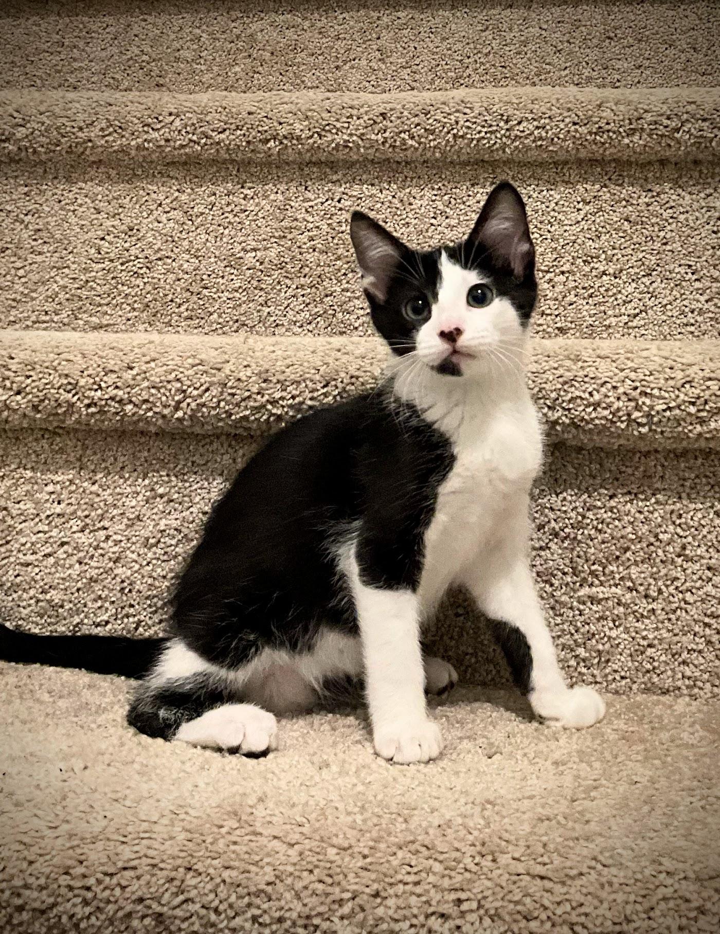 Blue Bell thumbnail 3