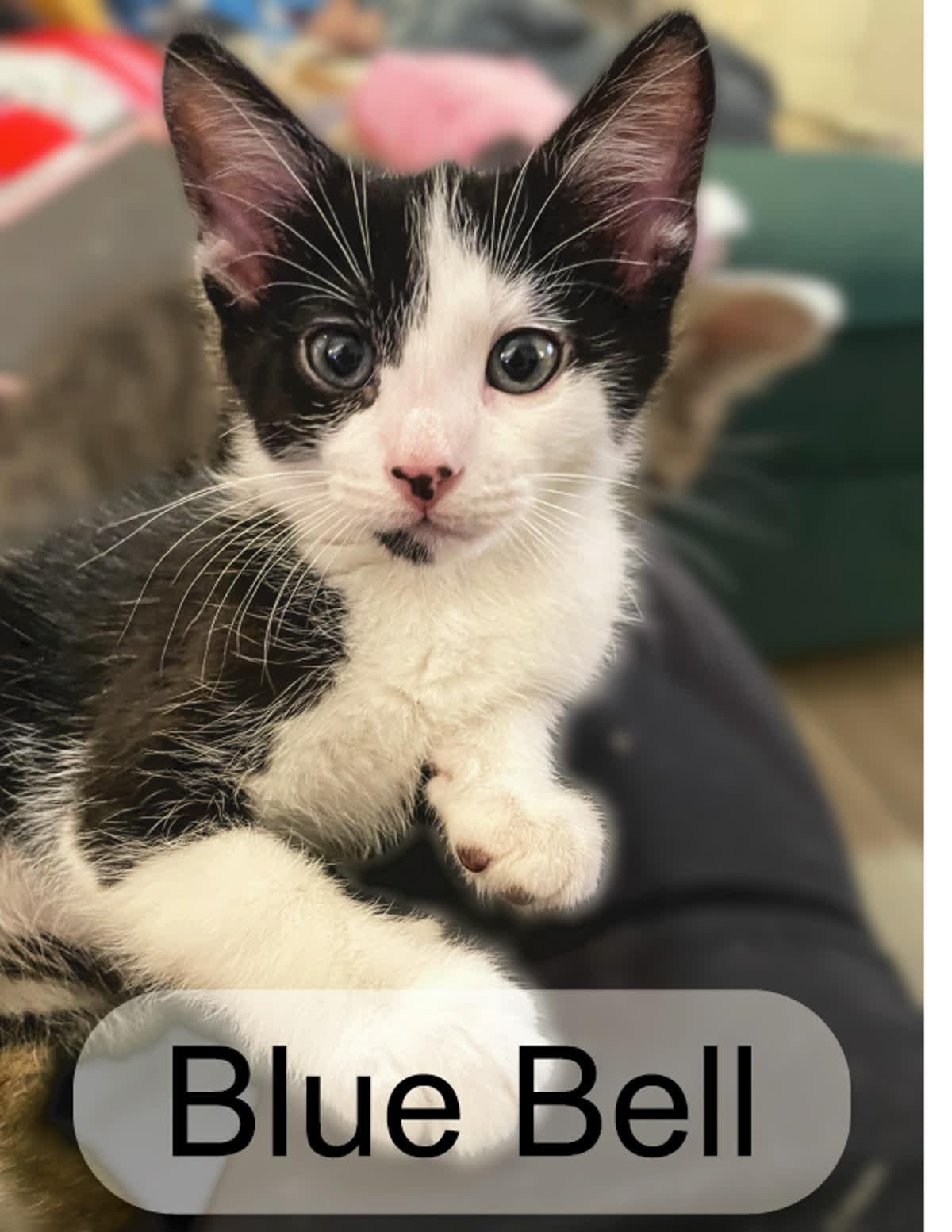 Blue Bell thumbnail 2