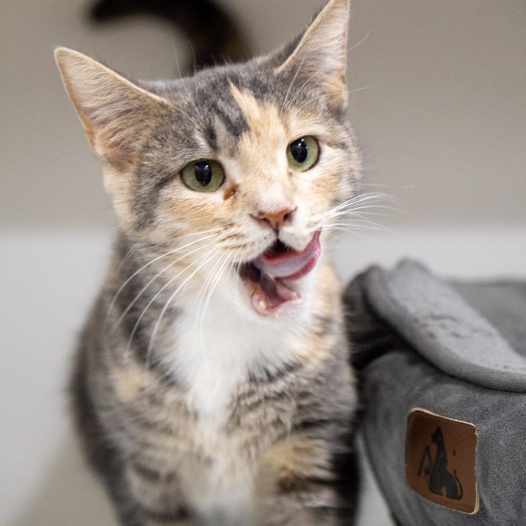 Enlarge Cherry, a Adoptable Domestic Short Hair in Elizabeth City, NC image 1/4