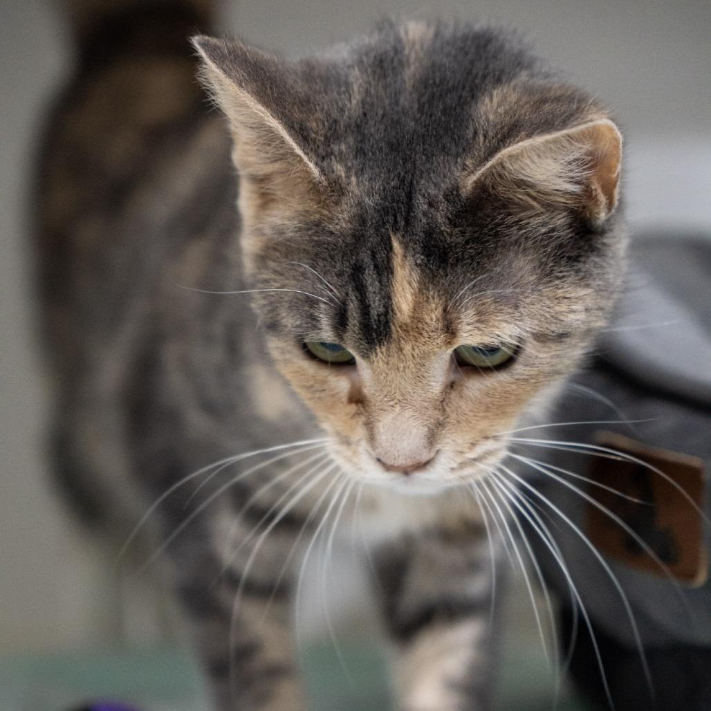 Enlarge Cherry, a Adoptable Domestic Short Hair in Elizabeth City, NC image 2/4