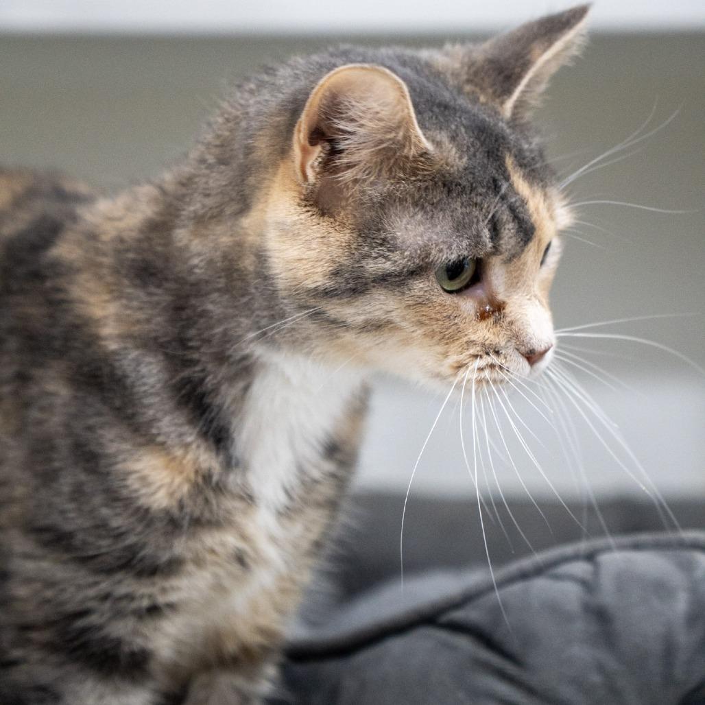 Enlarge Cherry, a Adoptable Domestic Short Hair in Elizabeth City, NC image 3/4