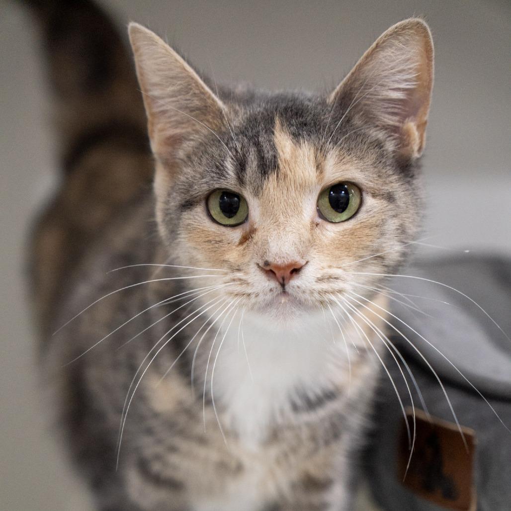 Enlarge Cherry, a Adoptable Domestic Short Hair in Elizabeth City, NC image 4/4