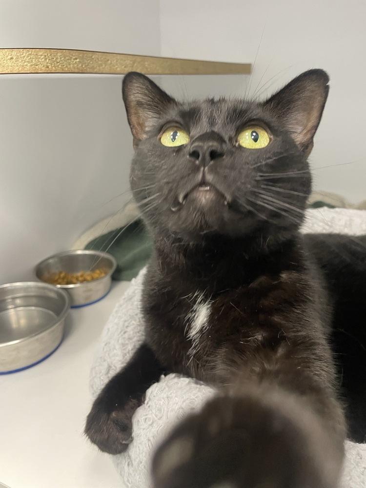 Black Sabbath, Adoptable, Adult Male Domestic Short Hair.