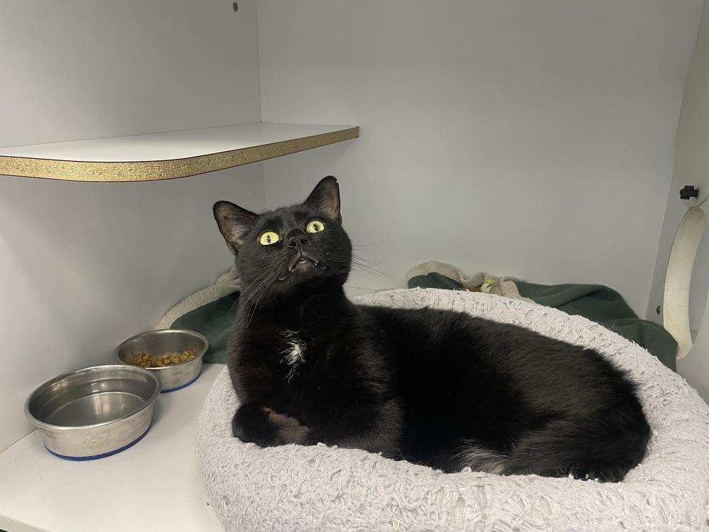 Enlarge Black Sabbath, a Adoptable Domestic Short Hair in Trenton, ME image 2/5