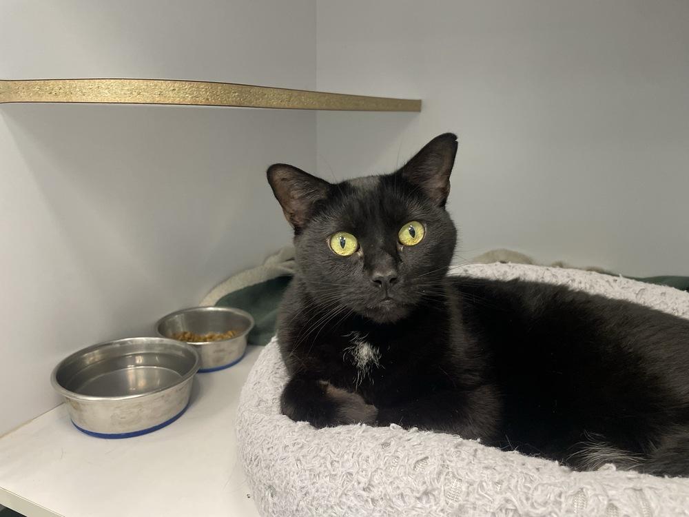 Enlarge Black Sabbath, a Adoptable Domestic Short Hair in Trenton, ME image 4/5