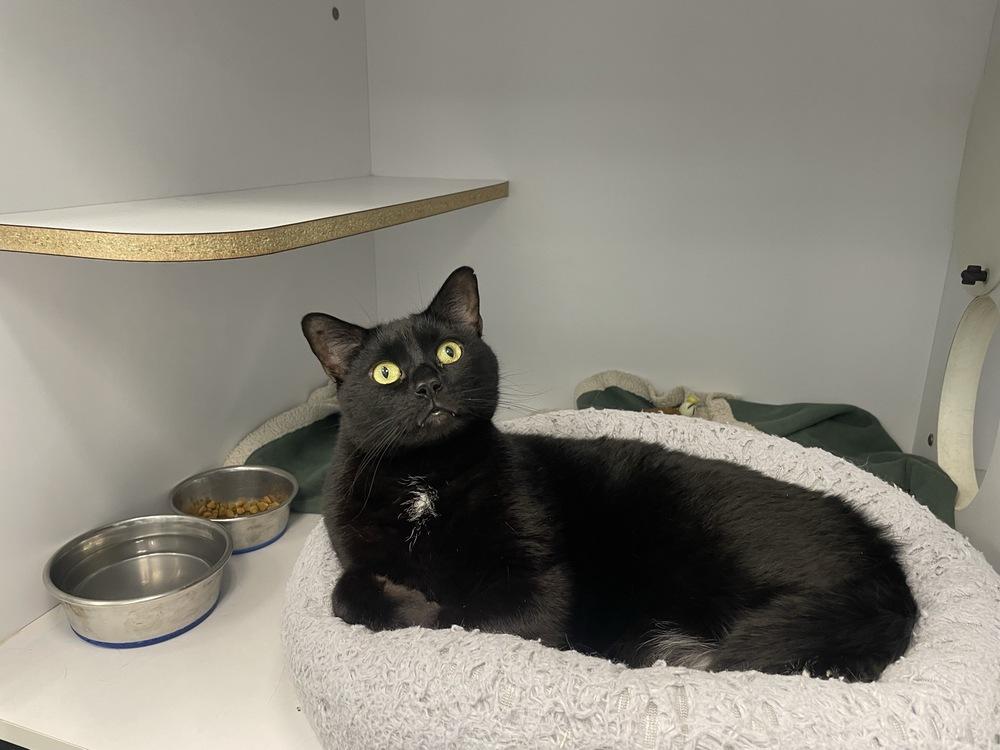 Enlarge Black Sabbath, a Adoptable Domestic Short Hair in Trenton, ME image 5/5
