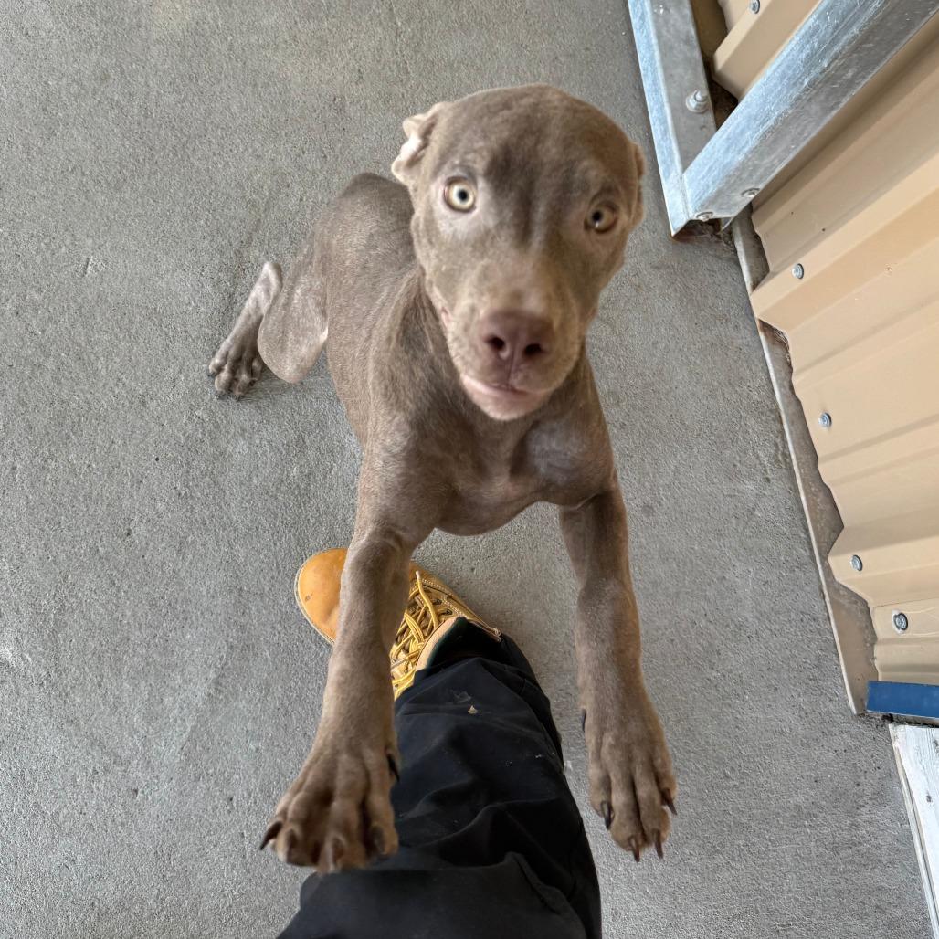 Natasha, Adoptable, Young Female Mixed Breed.