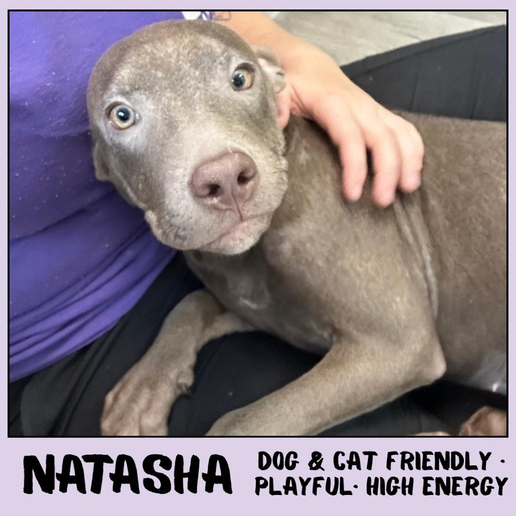 Enlarge Natasha, a Adoptable Mixed Breed in Emporia, KS image 4/6