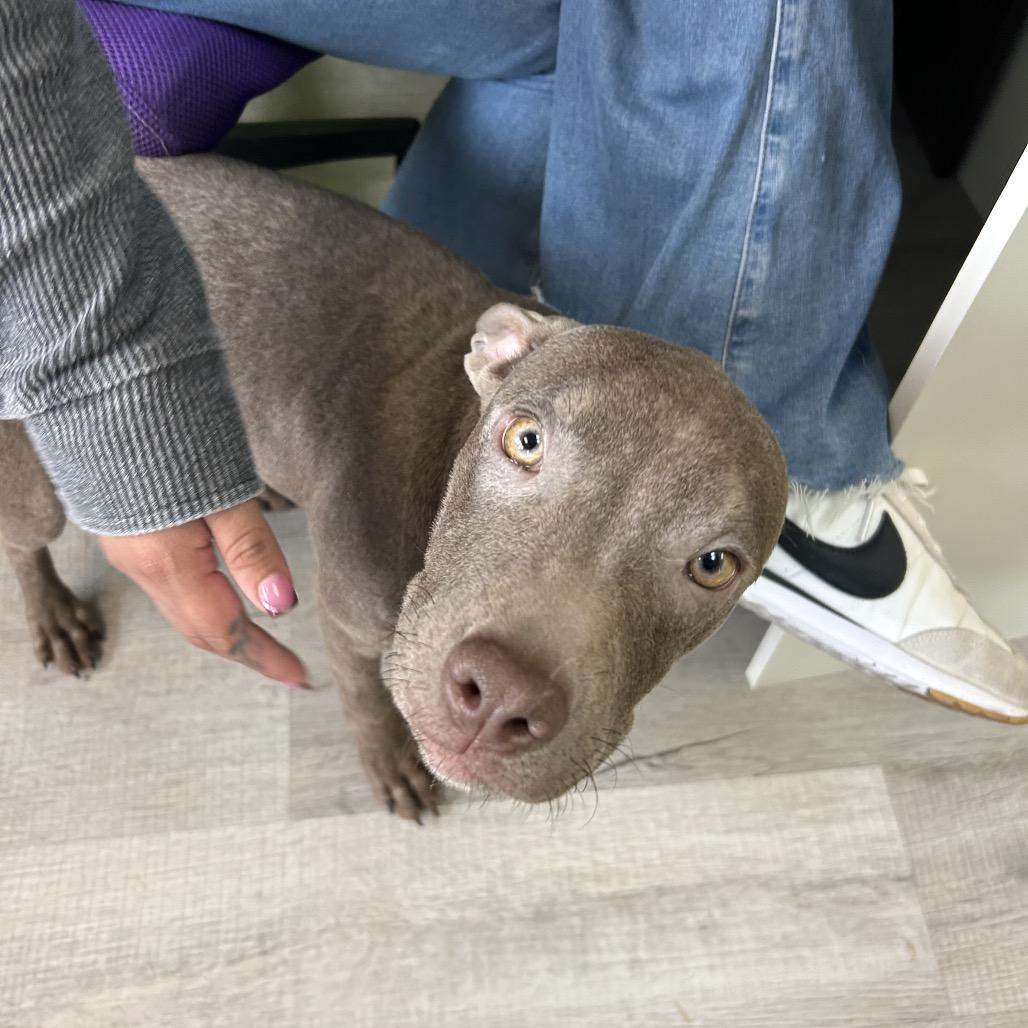Enlarge Natasha, a Adoptable Mixed Breed in Emporia, KS image 4/6