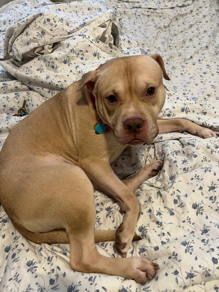 Noble, Adoptable, Young Male Mixed Breed.