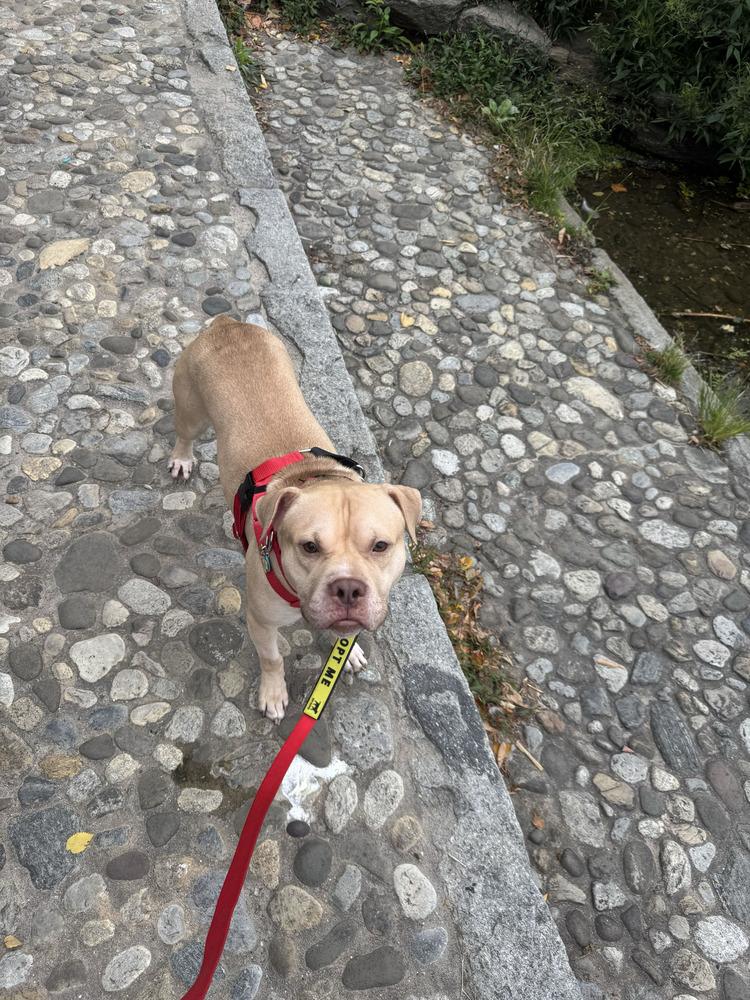 Enlarge Noble, a Adoptable mixed breed in New York, NY image 2/5