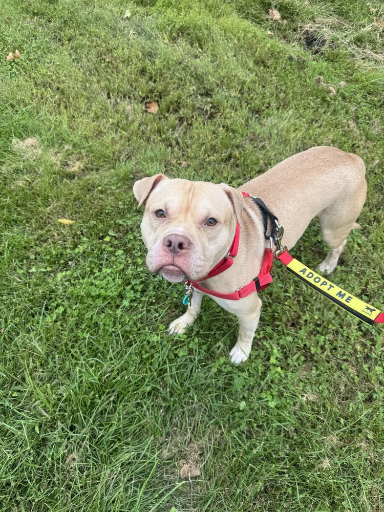 Enlarge Noble, a Adoptable mixed breed in New York, NY image 3/5
