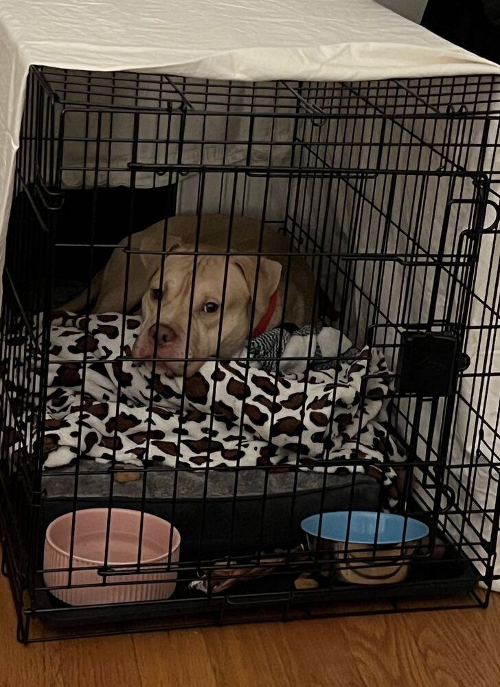 Enlarge Noble, a Adoptable mixed breed in New York, NY image 4/5