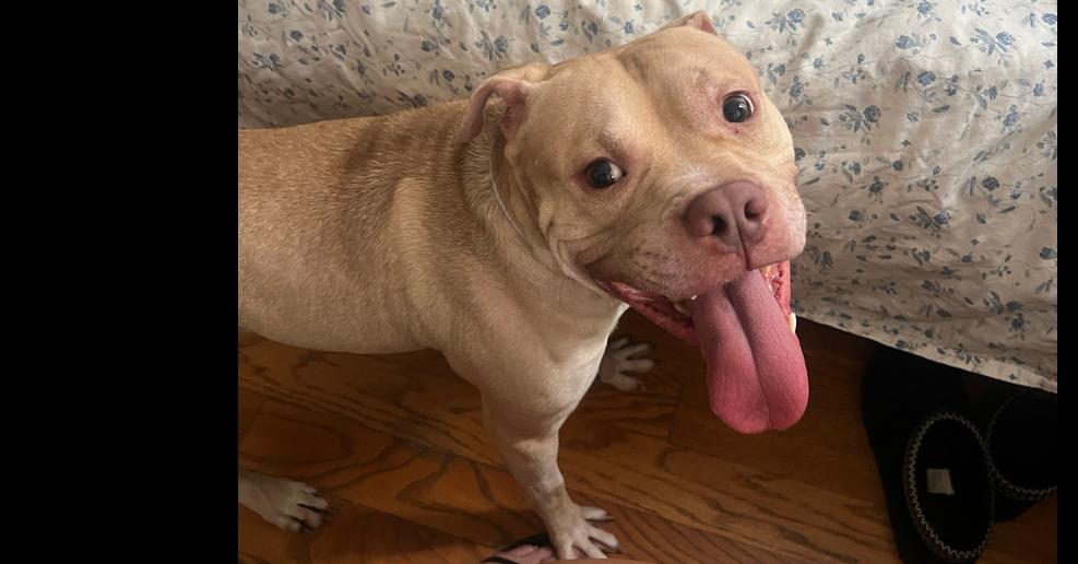 Enlarge Noble, a Adoptable mixed breed in New York, NY image 5/5