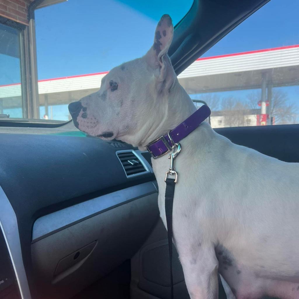 Raven, Adoptable, Adult Female Pit Bull Terrier & Mixed Breed.